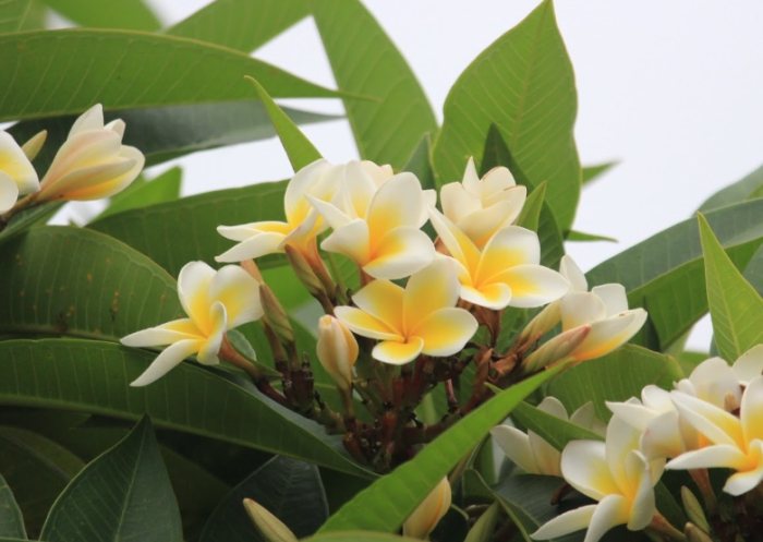 雞蛋花營養 雞蛋花營養