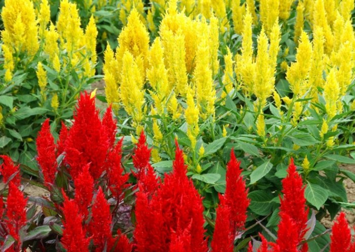 雞冠花盆栽種植