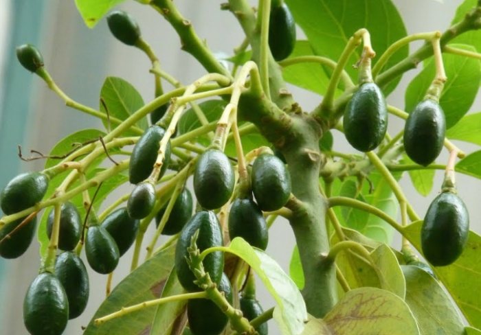 果樹開花不結果 果樹開花不結果