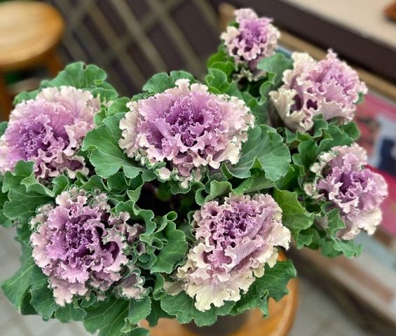 葉牡丹種植方法