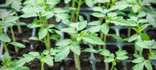 家庭小番茄種植