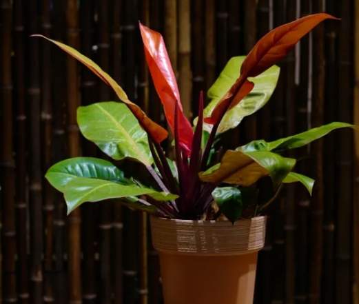 彩虹蔓綠絨種植指南 彩虹蔓綠絨種植指南