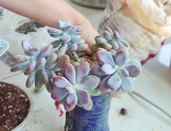 花盆土壤發霉處理