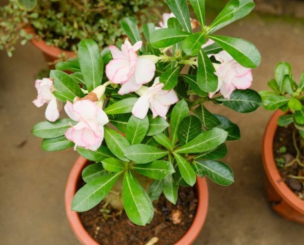 沙漠玫瑰養護 沙漠玫瑰養護