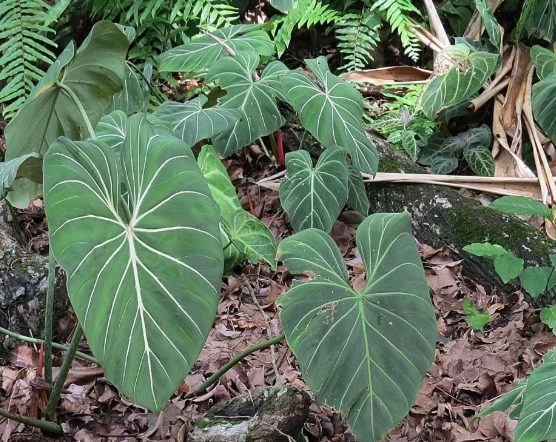 紅苞喜林芋養護 紅苞喜林芋養護