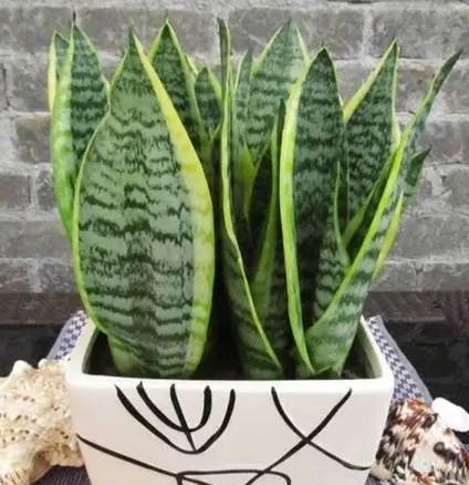 净化空气最强的植物