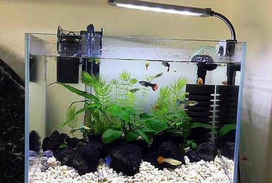 養魚水澆花 養魚水澆花