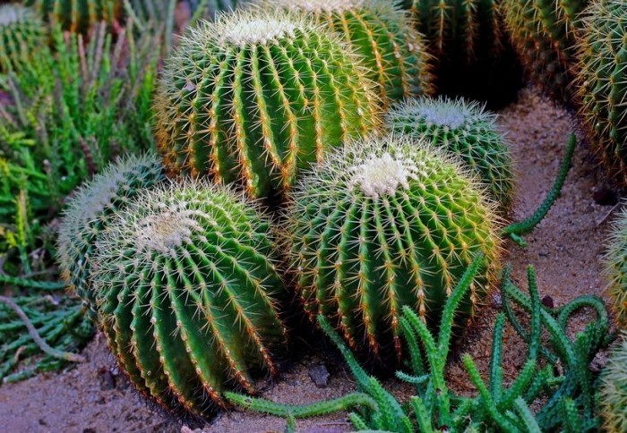 仙人掌澆水頻率 仙人掌澆水頻率