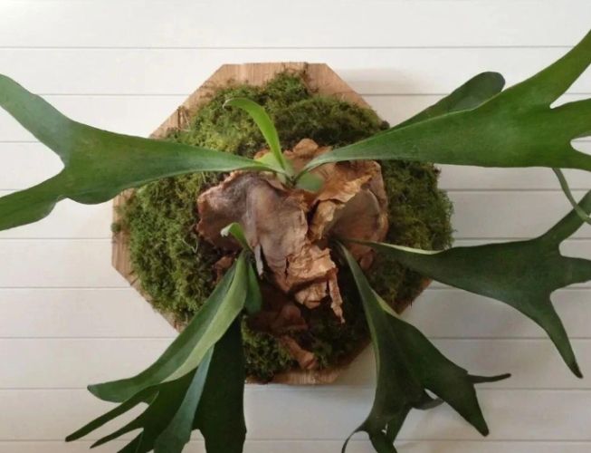 鹿角蕨上板技巧