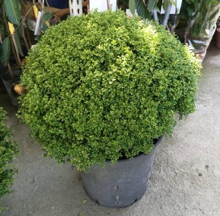 達摩七里香 好處 達摩七里香 好處