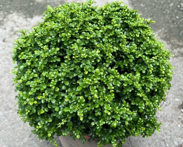 達摩七里香 種植 達摩七里香 種植