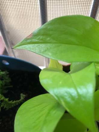 黃金葛葉片黑點 黃金葛葉片黑點