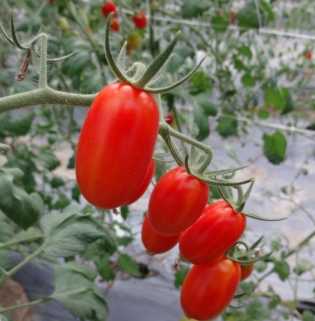 台灣番茄種植技巧 台灣番茄種植技巧