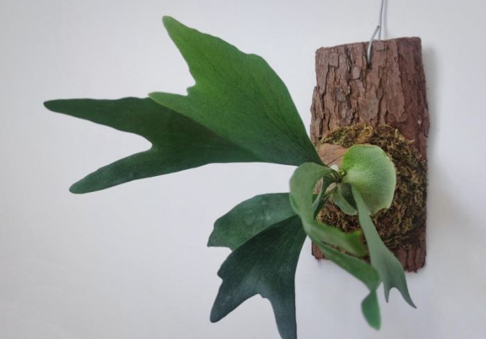 鹿角蕨分株方法