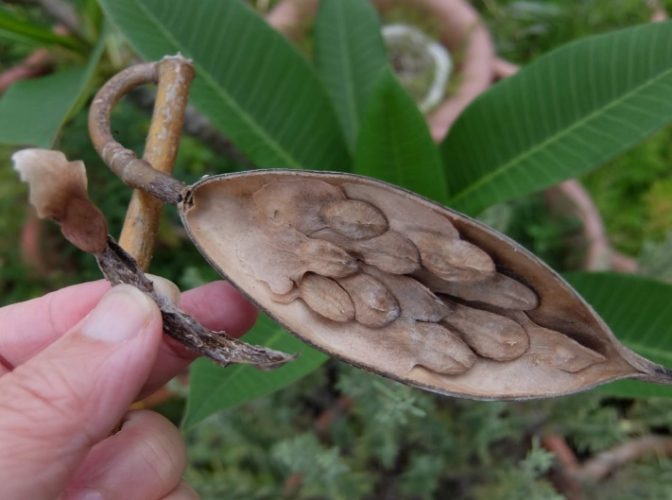 雞蛋花養護 雞蛋花養護