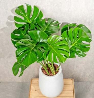 龜背竹氣根照顧 龜背竹氣根照顧