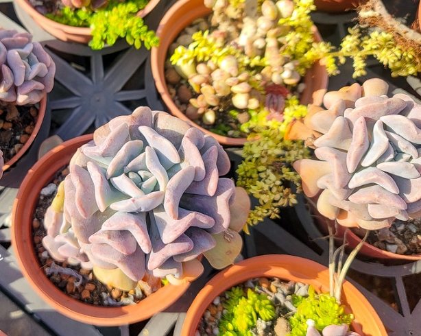 多肉植物照顧 多肉植物照顧