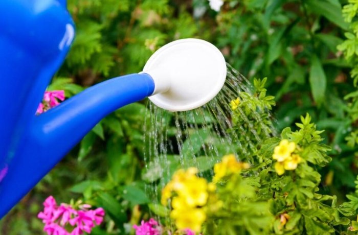 養魚水澆花 養魚水澆花