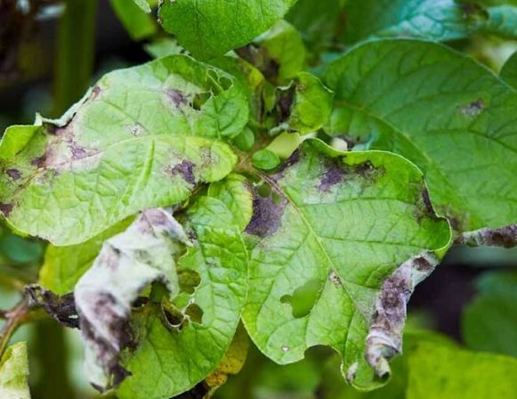 疾病症狀 疾病症狀