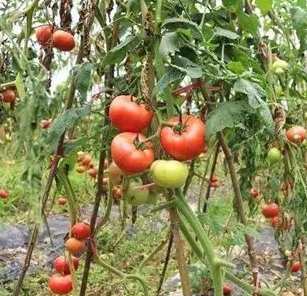 牛番茄病蟲害防治 牛番茄病蟲害防治