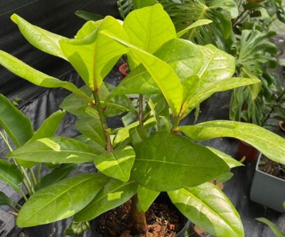 長日照植物種類