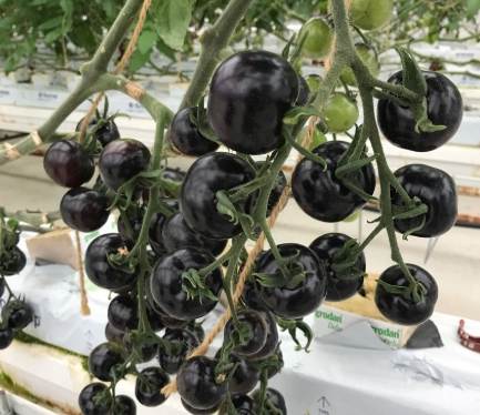 黑番茄栽培技巧