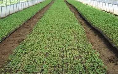 小番茄育苗方法