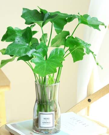 室內水培植物