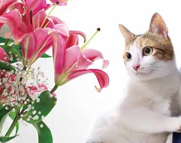 貓安全植物 貓安全植物