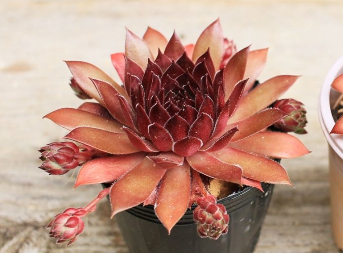 園藝養護技巧 園藝養護技巧