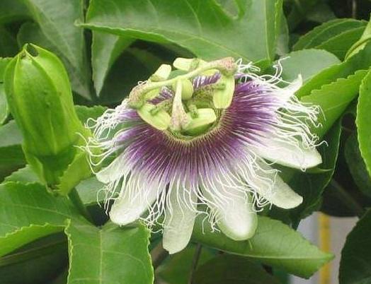 植物開花不結果 植物開花不結果