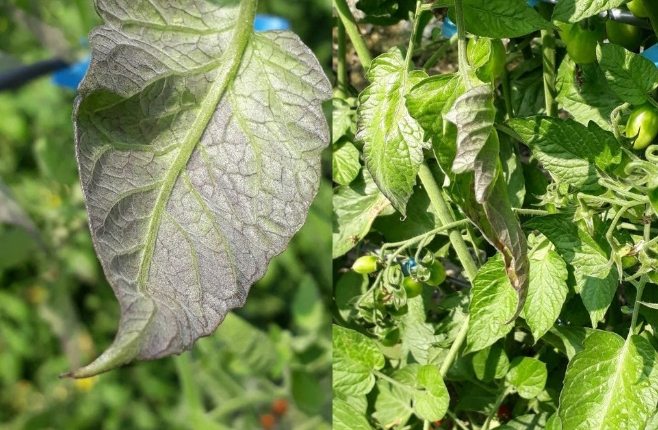 番茄葉子紫色原因 番茄葉子紫色原因