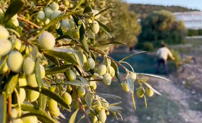 台灣作物收成時間