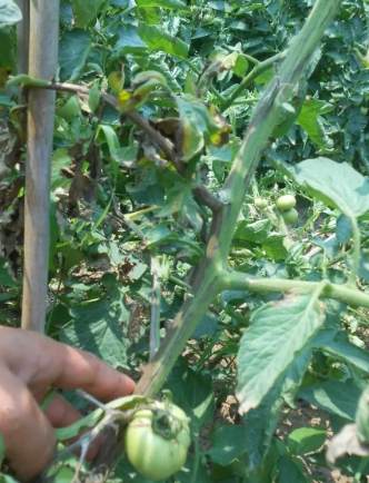 番茄黑骨病症狀 番茄黑骨病症狀