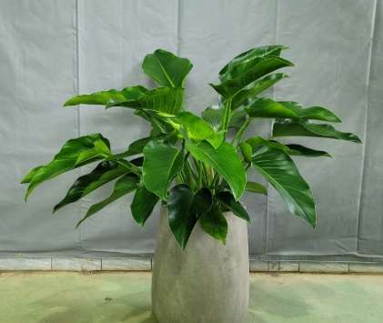 金鑽綠公主植物病害