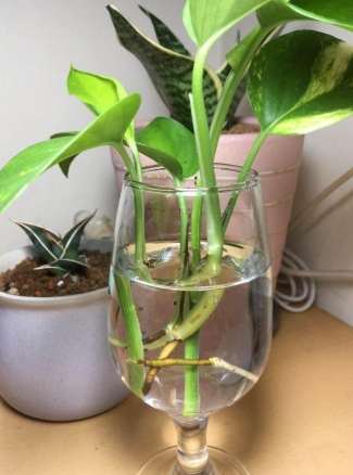 黃金葛栽培技巧 黃金葛栽培技巧