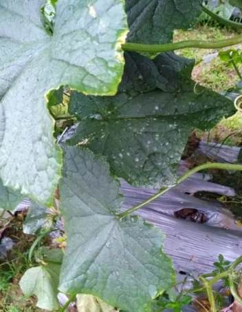 小黃瓜白粉病症状