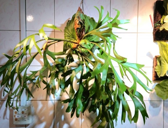 鹿角蕨養護 鹿角蕨養護