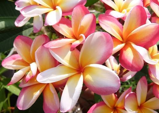 雞蛋花折斷修復