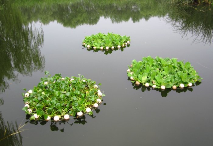 礦泉水澆花 礦泉水澆花