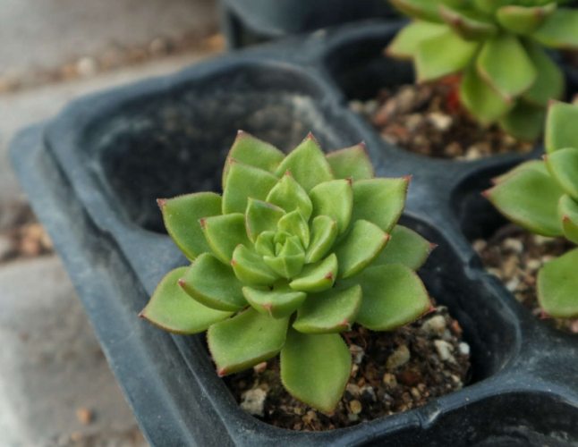 多肉澆水方法 多肉澆水方法