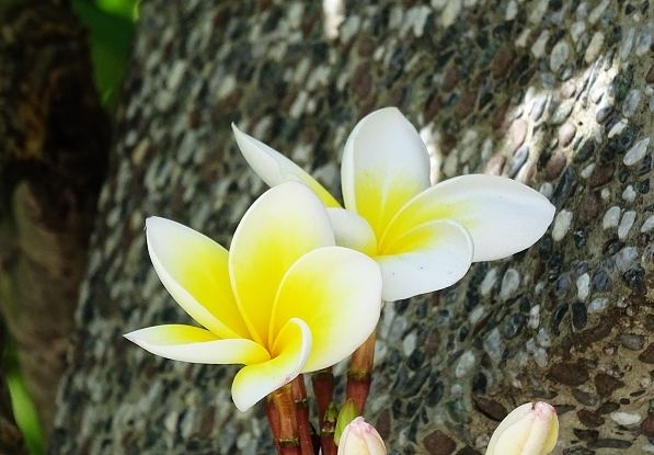 雞蛋花中毒處理 雞蛋花中毒處理