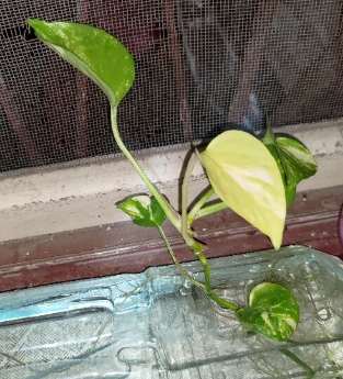 黃金葛水耕 黃金葛水耕