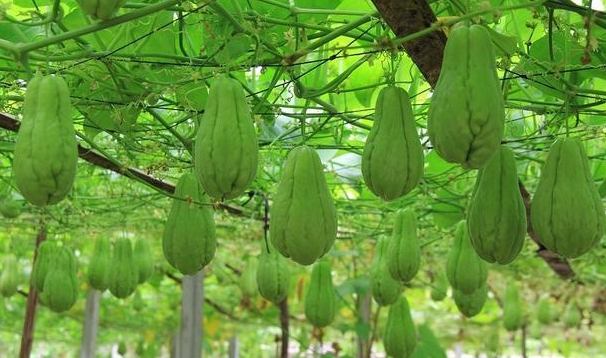 佛手瓜相剋食物