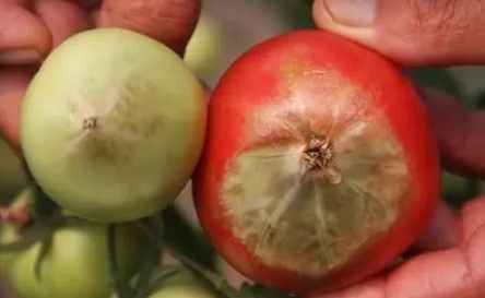 番茄缺鈣症狀 番茄缺鈣症狀