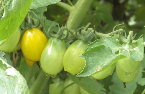 番茄種植技巧 番茄種植技巧