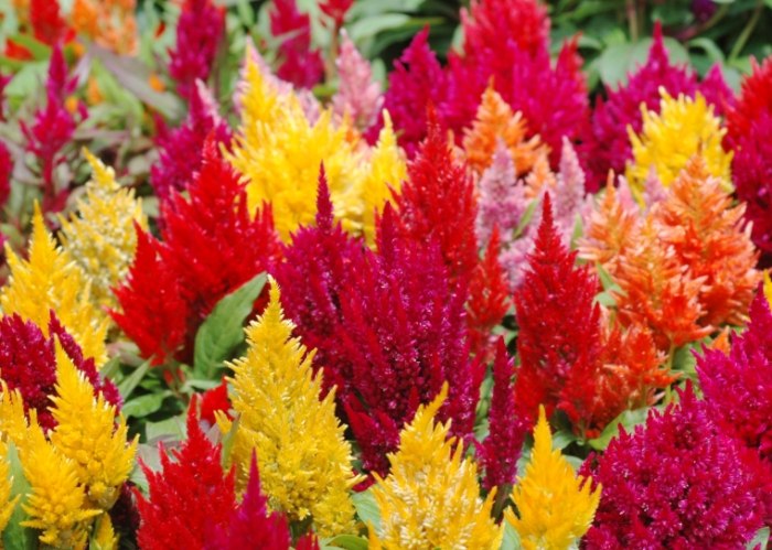 雞冠花盆栽種植