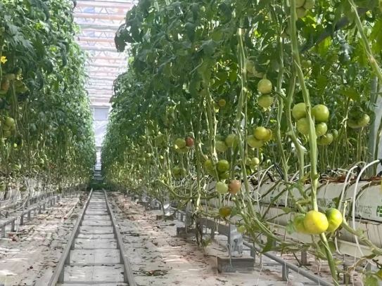 番茄支架使用技巧