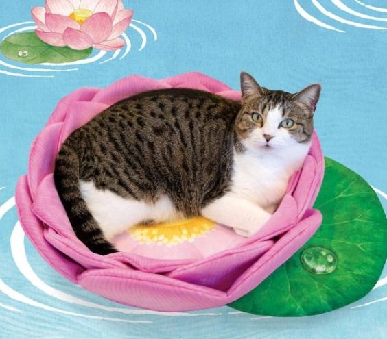 貓蓮花中毒 貓蓮花中毒