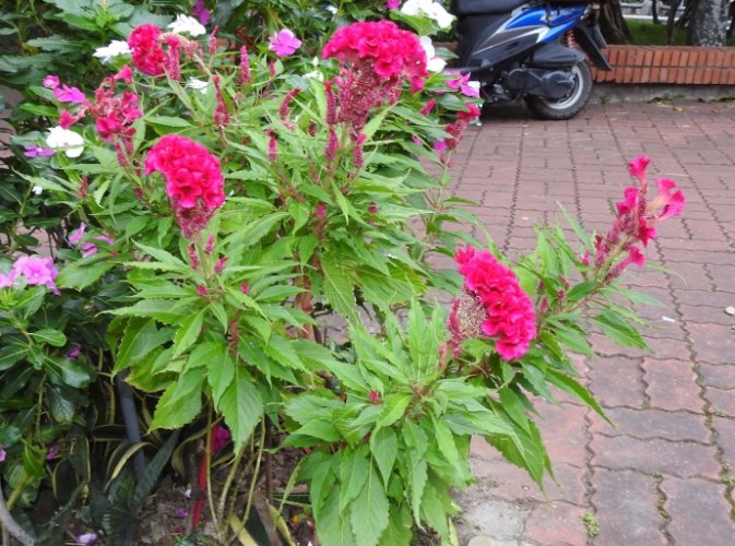 雞冠花盆栽推薦
